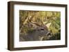 Mule Deer-DLILLC-Framed Photographic Print