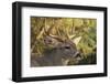 Mule Deer-DLILLC-Framed Photographic Print