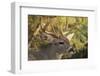 Mule Deer-DLILLC-Framed Photographic Print