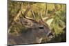 Mule Deer-DLILLC-Mounted Photographic Print