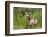 Mule Deer-JerryD-Framed Photographic Print