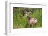 Mule Deer-JerryD-Framed Photographic Print