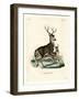 Mule Deer-null-Framed Giclee Print