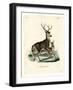 Mule Deer-null-Framed Giclee Print