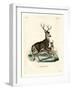 Mule Deer-null-Framed Giclee Print
