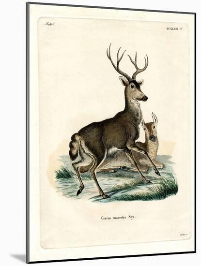 Mule Deer-null-Mounted Giclee Print