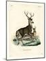 Mule Deer-null-Mounted Giclee Print