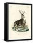 Mule Deer-null-Framed Stretched Canvas