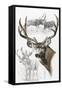 Mule Deer-Barbara Keith-Framed Stretched Canvas