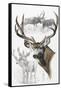 Mule Deer-Barbara Keith-Framed Stretched Canvas