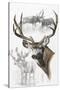 Mule Deer-Barbara Keith-Stretched Canvas