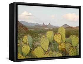 Mule Ears and Prickly Pear Cactus, Chisos Mountains, Big Bend National Park, Brewster Co., Texas, U-Larry Ditto-Framed Stretched Canvas