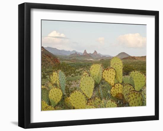 Mule Ears and Prickly Pear Cactus, Chisos Mountains, Big Bend National Park, Brewster Co., Texas, U-Larry Ditto-Framed Photographic Print