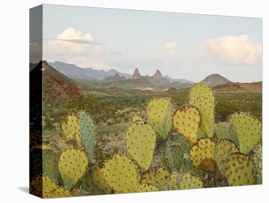 Mule Ears and Prickly Pear Cactus, Chisos Mountains, Big Bend National Park, Brewster Co., Texas, U-Larry Ditto-Stretched Canvas