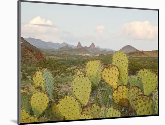 Mule Ears and Prickly Pear Cactus, Chisos Mountains, Big Bend National Park, Brewster Co., Texas, U-Larry Ditto-Mounted Photographic Print