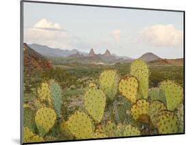 Mule Ears and Prickly Pear Cactus, Chisos Mountains, Big Bend National Park, Brewster Co., Texas, U-Larry Ditto-Mounted Photographic Print
