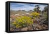 Mule Ears Formation and Wildflowers in Big Bend National Park-Larry Ditto-Framed Stretched Canvas