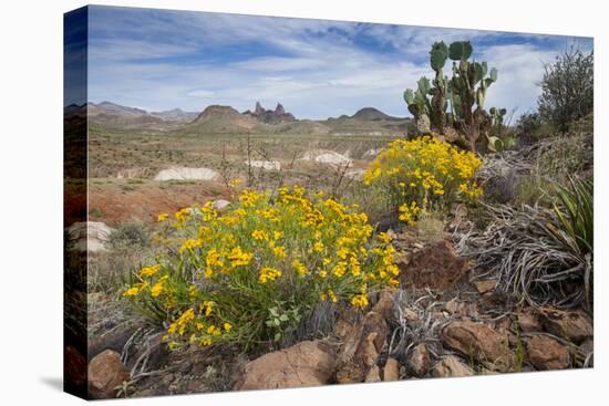 Mule Ears Formation and Wildflowers in Big Bend National Park-Larry Ditto-Stretched Canvas