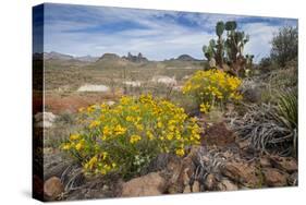 Mule Ears Formation and Wildflowers in Big Bend National Park-Larry Ditto-Stretched Canvas