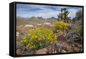 Mule Ears Formation and Wildflowers in Big Bend National Park-Larry Ditto-Framed Stretched Canvas