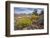 Mule Ears Formation and Wildflowers in Big Bend National Park-Larry Ditto-Framed Photographic Print