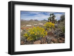 Mule Ears Formation and Wildflowers in Big Bend National Park-Larry Ditto-Framed Photographic Print