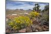 Mule Ears Formation and Wildflowers in Big Bend National Park-Larry Ditto-Mounted Photographic Print