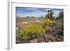 Mule Ears Formation and Wildflowers in Big Bend National Park-Larry Ditto-Framed Photographic Print