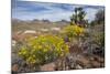 Mule Ears Formation and Wildflowers in Big Bend National Park-Larry Ditto-Mounted Photographic Print