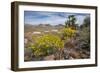 Mule Ears Formation and Wildflowers in Big Bend National Park-Larry Ditto-Framed Photographic Print