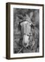 Mule in Hale County, Alabama, c.1936-Walker Evans-Framed Photographic Print