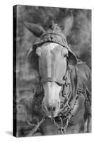 Mule in Hale County, Alabama, c.1936-Walker Evans-Stretched Canvas