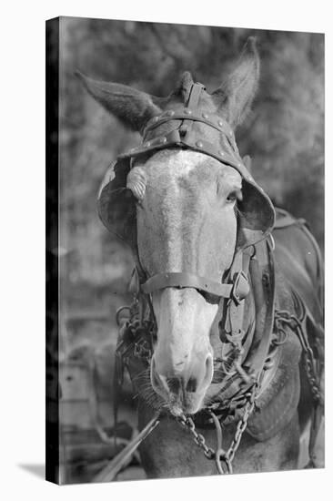 Mule in Hale County, Alabama, c.1936-Walker Evans-Stretched Canvas