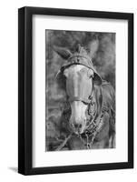 Mule in Hale County, Alabama, c.1936-Walker Evans-Framed Photographic Print