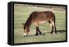 Mule Male Donkey X Female Horse-null-Framed Stretched Canvas