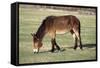 Mule Male Donkey X Female Horse-null-Framed Stretched Canvas