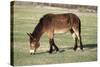 Mule Male Donkey X Female Horse-null-Stretched Canvas