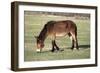 Mule Male Donkey X Female Horse-null-Framed Photographic Print