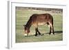Mule Male Donkey X Female Horse-null-Framed Photographic Print