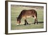 Mule Male Donkey X Female Horse-null-Framed Photographic Print