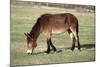 Mule Male Donkey X Female Horse-null-Mounted Photographic Print