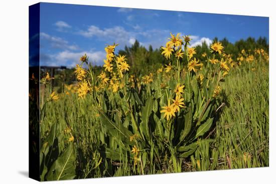 Mule's ear (Wyethia arizonica) in Rocky Mountains.-Larry Ditto-Stretched Canvas