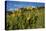 Mule's ear (Wyethia arizonica) in Rocky Mountains.-Larry Ditto-Stretched Canvas