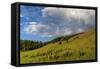 Mule's ear (Wyethia arizonica) in Rocky Mountains.-Larry Ditto-Framed Stretched Canvas