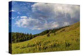 Mule's ear (Wyethia arizonica) in Rocky Mountains.-Larry Ditto-Stretched Canvas