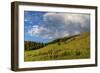 Mule's ear (Wyethia arizonica) in Rocky Mountains.-Larry Ditto-Framed Photographic Print