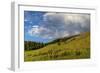 Mule's ear (Wyethia arizonica) in Rocky Mountains.-Larry Ditto-Framed Photographic Print