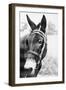 Mule's Head-Philip Gendreau-Framed Photographic Print