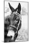 Mule's Head-Philip Gendreau-Mounted Photographic Print