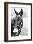 Mule's Head-Philip Gendreau-Framed Photographic Print